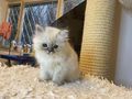 Heilige Birma Kitten vergeben - Rassekatzen - Bild 3