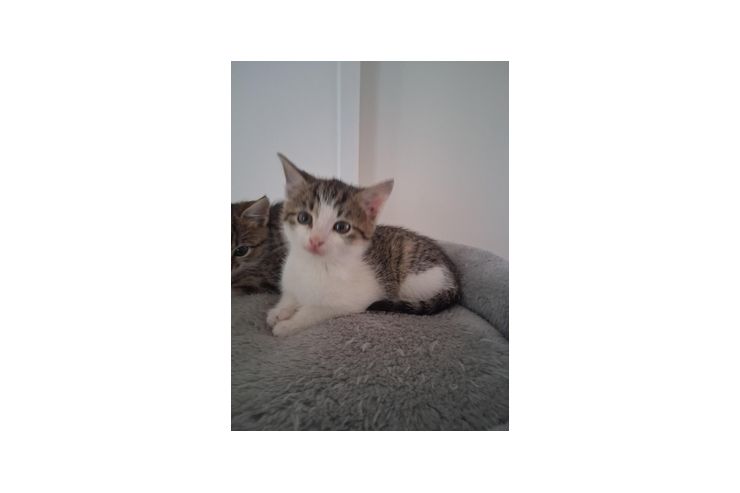 Kitten - Mischlingskatzen - Bild 1
