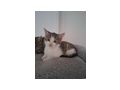 Kitten - Mischlingskatzen - Bild 1