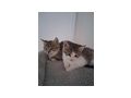 Kitten - Mischlingskatzen - Bild 2