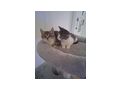 Kitten - Mischlingskatzen - Bild 3