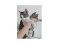 Kitten - Mischlingskatzen - Bild 4