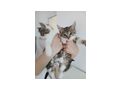 Kitten - Mischlingskatzen - Bild 5