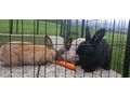 3 Zwergkaninchen Kastraten 5 Mon alt Tier - Kaninchen & Hasen - Bild 1