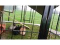 3 Zwergkaninchen Kastraten 5 Mon alt Tier - Kaninchen & Hasen - Bild 2