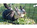 3 Zwergkaninchen Kastraten 5 Mon alt Tier - Kaninchen & Hasen - Bild 3