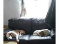 Abagail Bongo NOTFALL �sterreich - Mischlingshunde - Bild 1
