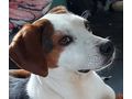 Abagail Bongo NOTFALL �sterreich - Mischlingshunde - Bild 3