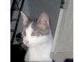 Truffle freut SIE - Mischlingskatzen - Bild 4