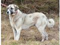 Lady Suzanna wartet Lebensplatz - Mischlingshunde - Bild 2