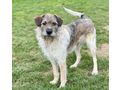 Strolchi NOTFALL �sterreich - Mischlingshunde - Bild 2
