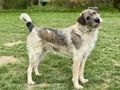 Strolchi NOTFALL �sterreich - Mischlingshunde - Bild 3