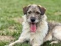 Strolchi NOTFALL �sterreich - Mischlingshunde - Bild 1