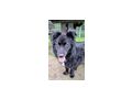 Tinker NOTFALL �sterreich - Mischlingshunde - Bild 5