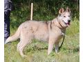 Asna sportlich aktive Menschen - Mischlingshunde - Bild 3
