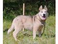 Asna sportlich aktive Menschen - Mischlingshunde - Bild 5