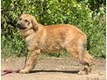 Blitz SEINE Familie - Mischlingshunde - Bild 2