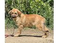 Blitz SEINE Familie - Mischlingshunde - Bild 3