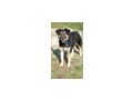 Tasso NOTFALL �sterreich - Mischlingshunde - Bild 1