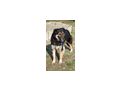Tasso NOTFALL �sterreich - Mischlingshunde - Bild 3