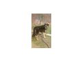 Tasso NOTFALL �sterreich - Mischlingshunde - Bild 5