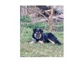 Tasso NOTFALL �sterreich - Mischlingshunde - Bild 7