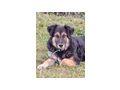 Tasso NOTFALL �sterreich - Mischlingshunde - Bild 8