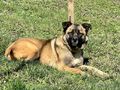 Belgium Girl dauerhaftes Zuhause - Mischlingshunde - Bild 1