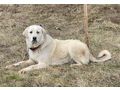 Lady Sanja hundeerfahrene Menschen - Mischlingshunde - Bild 3