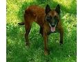 Ben sehnt Zuhause NOTFALL - Mischlingshunde - Bild 2