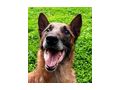 Ben sehnt Zuhause NOTFALL - Mischlingshunde - Bild 1