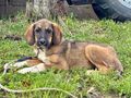 Boy Belly gemeinsames Zuhause - Mischlingshunde - Bild 2