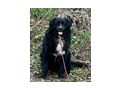 Night Boy freut liebe Familie - Mischlingshunde - Bild 1