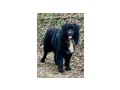 Night Boy freut liebe Familie - Mischlingshunde - Bild 2
