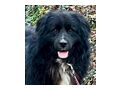 Night Boy freut liebe Familie - Mischlingshunde - Bild 3