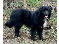Night Boy freut liebe Familie - Mischlingshunde - Bild 4