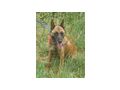 Kira Gl�ck IHNEN - Mischlingshunde - Bild 5