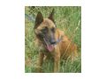 Kira Gl�ck IHNEN - Mischlingshunde - Bild 6