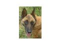 Kira Gl�ck IHNEN - Mischlingshunde - Bild 7