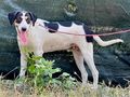 Link IHR Gef�hrte - Mischlingshunde - Bild 1