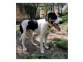 Link IHR Gef�hrte - Mischlingshunde - Bild 3