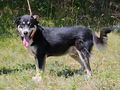 Rufus SEINE Familie - Mischlingshunde - Bild 2