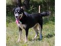 Rufus SEINE Familie - Mischlingshunde - Bild 3