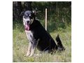 Rufus SEINE Familie - Mischlingshunde - Bild 4