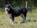 Rufus SEINE Familie - Mischlingshunde - Bild 6