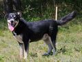 Rufus SEINE Familie - Mischlingshunde - Bild 7