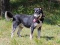 Rufus SEINE Familie - Mischlingshunde - Bild 8