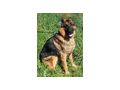 Chamelot NOTFALL �sterreich - Mischlingshunde - Bild 1