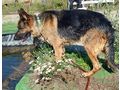 Chamelot NOTFALL �sterreich - Mischlingshunde - Bild 2