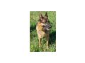 Chamelot NOTFALL �sterreich - Mischlingshunde - Bild 3